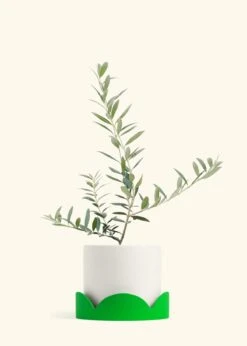 Olive Tree, Large 41 Olive Tree, Large -Home Living Store EDIBLE OLIVE 7 CLASSIC WHITE TRAY GREEN 10 bckgrnd cream