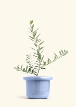 Olive Tree, Large 28 Olive Tree, Large -Home Living Store EDIBLE OLIVE 7 FATLIP BLUE 10 bckgrnd cream