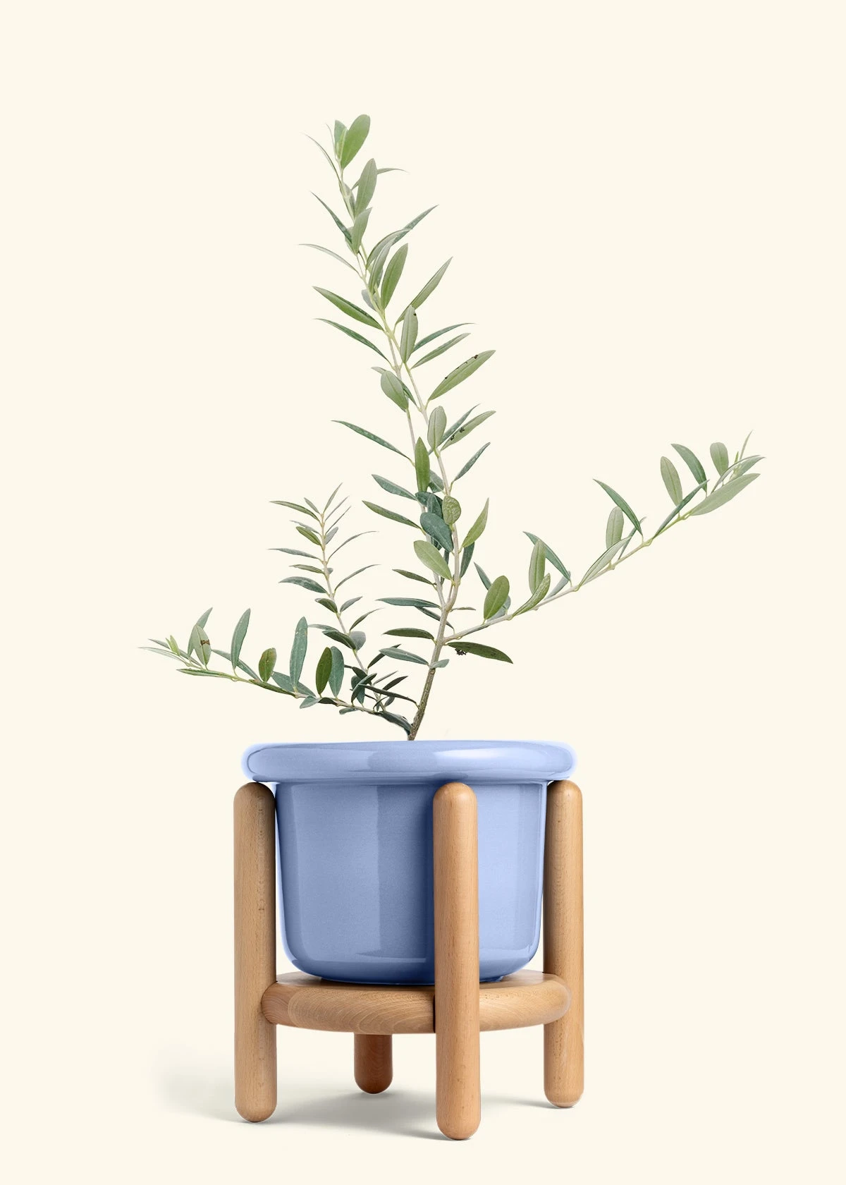 Olive Tree, Large 12 Olive Tree, Large - Image 10