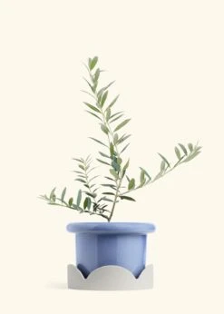 Olive Tree, Large 30 Olive Tree, Large -Home Living Store EDIBLE OLIVE 7 FATLIP BLUE TRAY BEIGE 10 bckgrnd cream