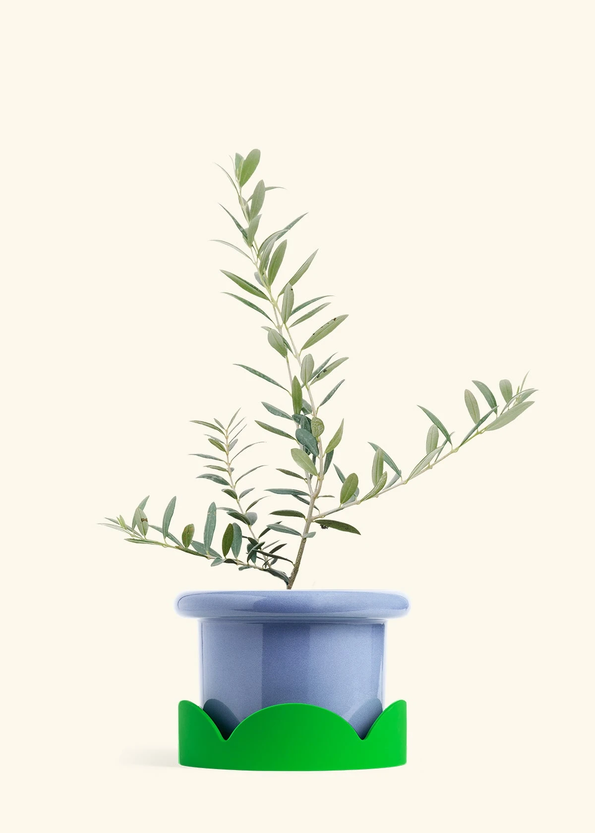 Olive Tree, Large 10 Olive Tree, Large - Image 8