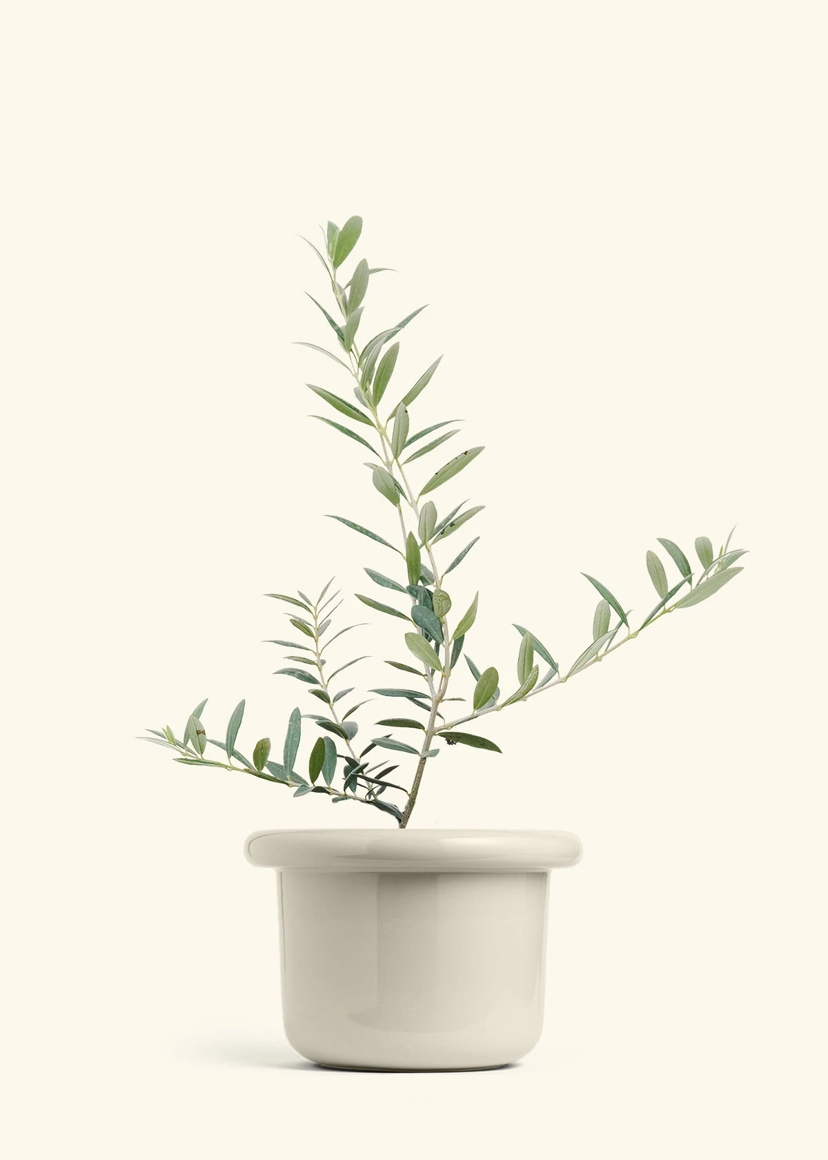 Olive Tree, Large 19 Olive Tree, Large - Image 17