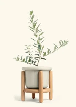 Olive Tree, Large 39 Olive Tree, Large -Home Living Store EDIBLE OLIVE 7 FATLIP OAT STAND 10 bckgrnd cream