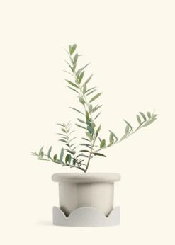 Olive Tree, Large 36 Olive Tree, Large -Home Living Store EDIBLE OLIVE 7 FATLIP OAT TRAY BEIGE 10 bckgrnd cream