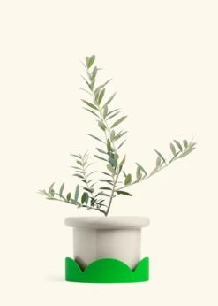 Olive Tree, Large 37 Olive Tree, Large -Home Living Store EDIBLE OLIVE 7 FATLIP OAT TRAY GREEN 10 bckgrnd cream