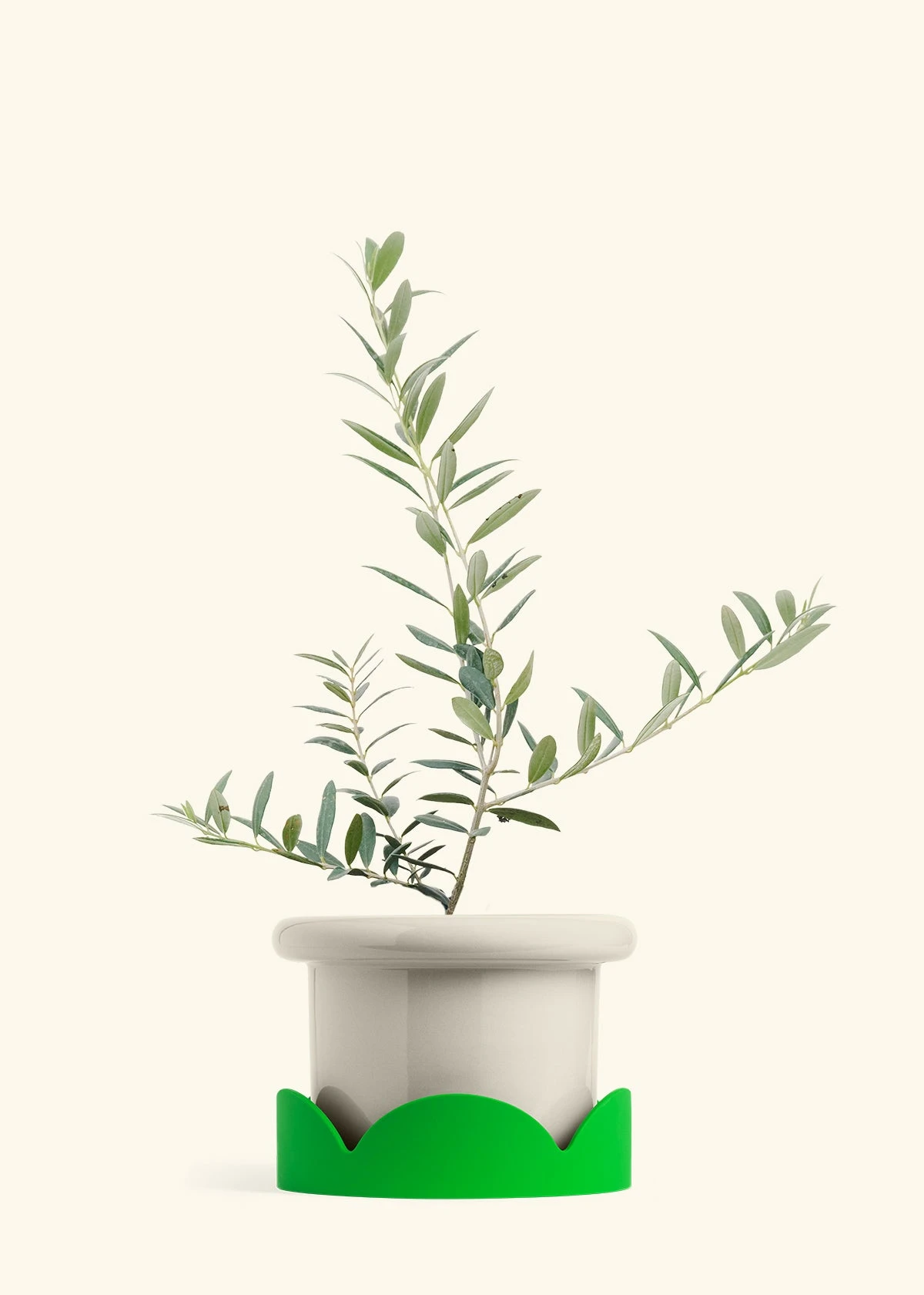 Olive Tree, Large 18 Olive Tree, Large - Image 16