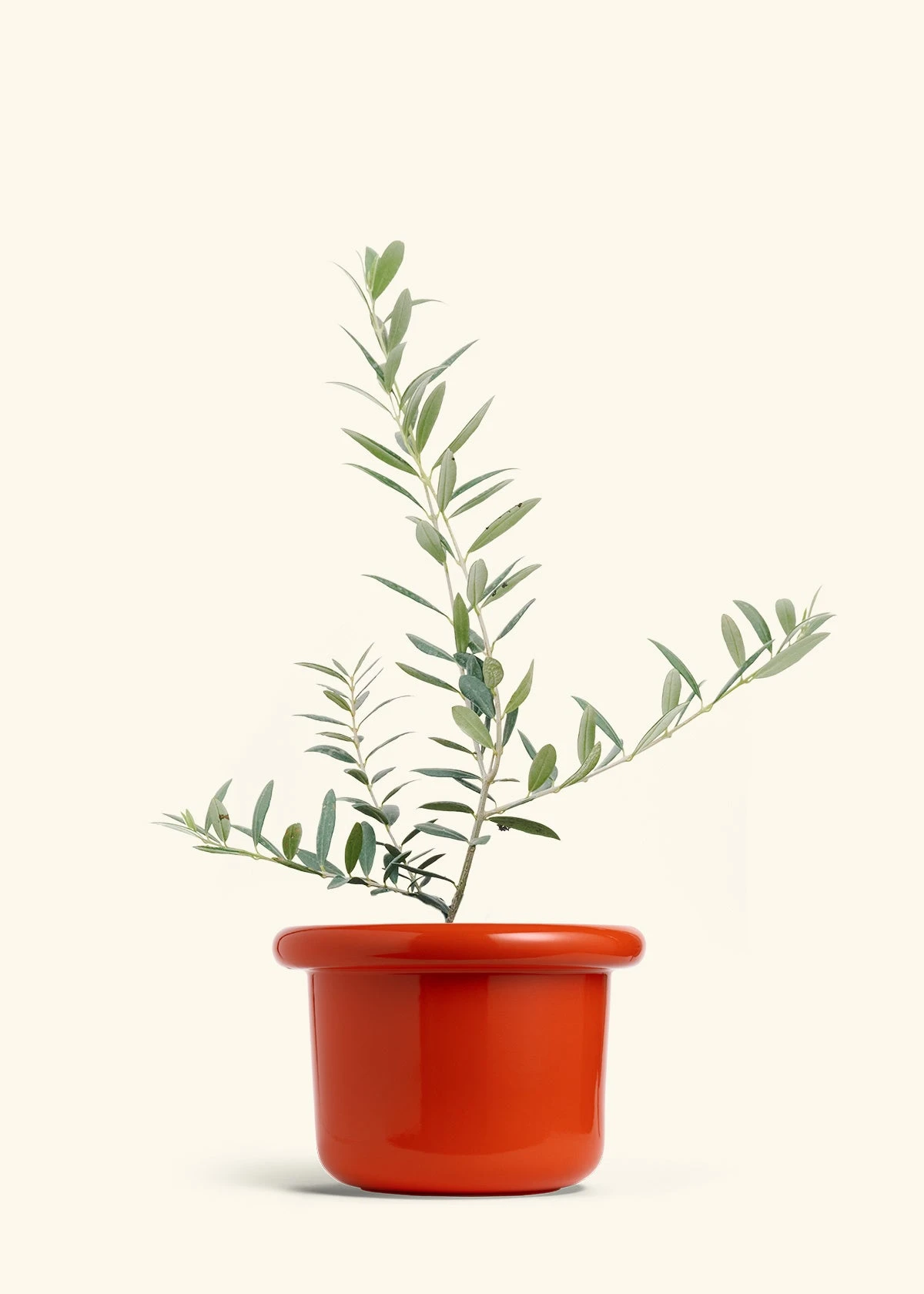 Olive Tree, Large 13 Olive Tree, Large - Image 11