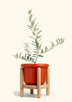 Olive Tree, Large 35 Olive Tree, Large -Home Living Store EDIBLE OLIVE 7 FATLIP RED STAND 10 bckgrnd cream
