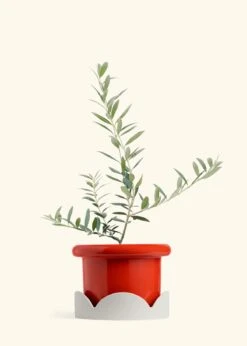 Olive Tree, Large 34 Olive Tree, Large -Home Living Store EDIBLE OLIVE 7 FATLIP RED TRAY BEIGE 10 bckgrnd cream