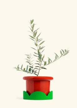Olive Tree, Large 33 Olive Tree, Large -Home Living Store EDIBLE OLIVE 7 FATLIP RED TRAY GREEN 10 bckgrnd cream