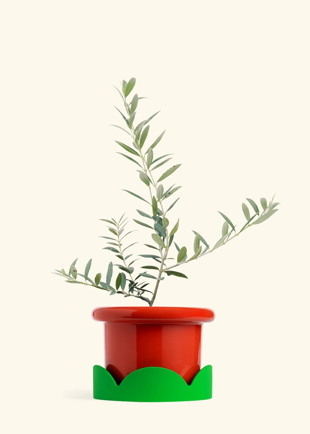 Olive Tree, Large 14 Olive Tree, Large - Image 12