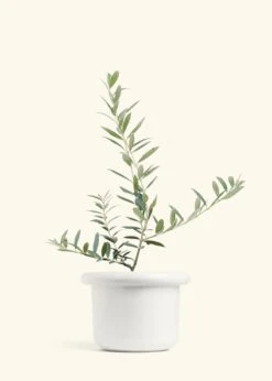 Olive Tree, Large 24 Olive Tree, Large -Home Living Store EDIBLE OLIVE 7 FATLIP WHITE 10 bckgrnd cream