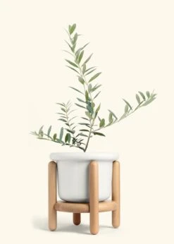 Olive Tree, Large 27 Olive Tree, Large -Home Living Store EDIBLE OLIVE 7 FATLIP WHITE STAND 10 bckgrnd cream