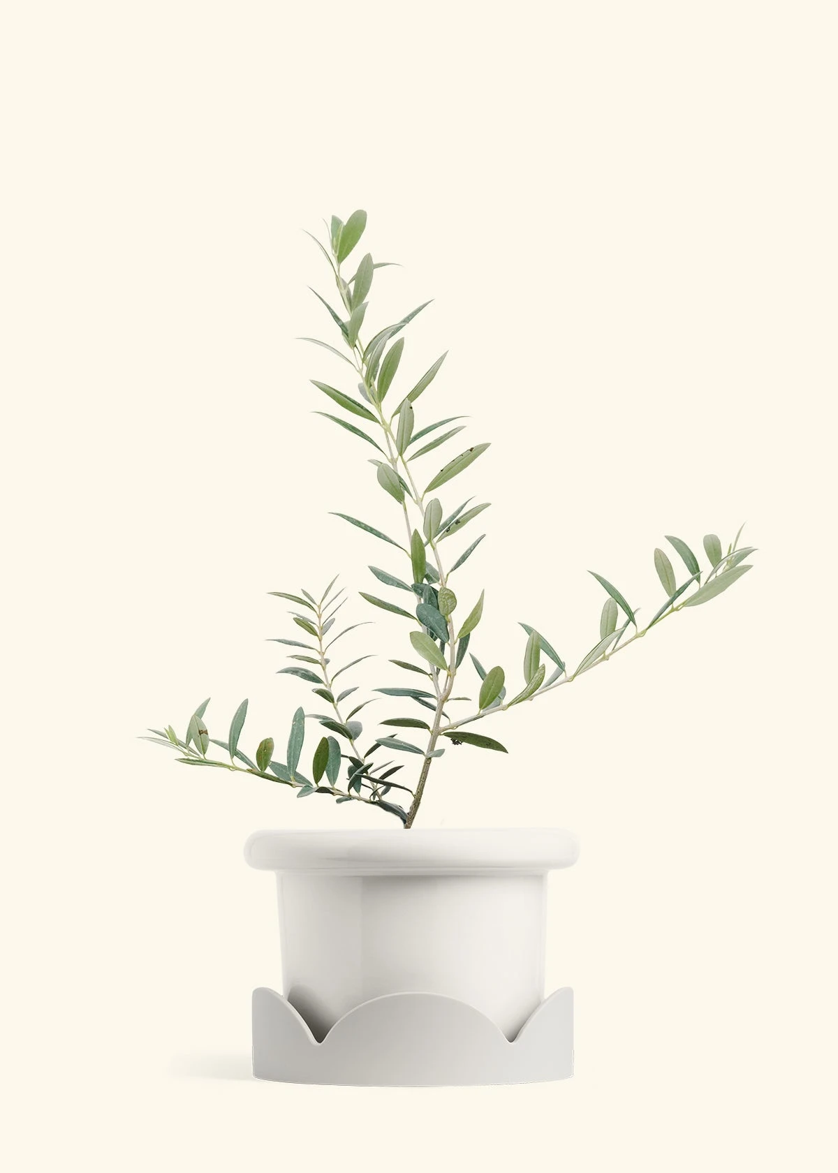 Olive Tree, Large 7 Olive Tree, Large - Image 5