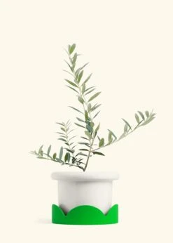 Olive Tree, Large 25 Olive Tree, Large -Home Living Store EDIBLE OLIVE 7 FATLIP WHITE TRAY GREEN 10 bckgrnd cream