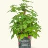 Raspberry Bush, Large -Home Living Store EDIBLE RASPBERRY 7 1