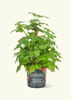 Raspberry Bush, Large