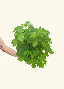 Raspberry Bush, Large -Home Living Store EDIBLE RASPBERRY 7 3