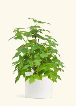 Raspberry Bush, Large -Home Living Store EDIBLE RASPBERRY 7 CLASSIC WHITE 10 bckgrnd cream