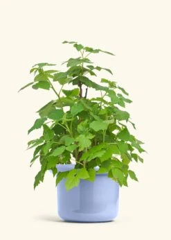 Raspberry Bush, Large -Home Living Store EDIBLE RASPBERRY 7 FATLIP BLUE 10 bckgrnd cream