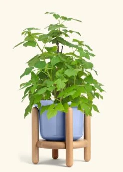 Raspberry Bush, Large -Home Living Store EDIBLE RASPBERRY 7 FATLIP BLUE STAND 10 bckgrnd cream