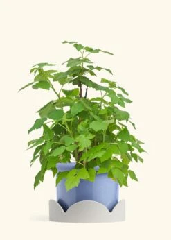 Raspberry Bush, Large -Home Living Store EDIBLE RASPBERRY 7 FATLIP BLUE TRAY BEIGE 10 bckgrnd cream