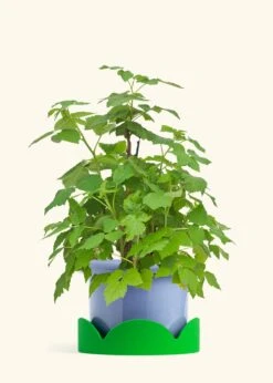 Raspberry Bush, Large -Home Living Store EDIBLE RASPBERRY 7 FATLIP BLUE TRAY GREEN 10 bckgrnd cream