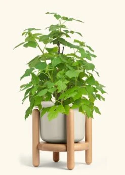 Raspberry Bush, Large -Home Living Store EDIBLE RASPBERRY 7 FATLIP OAT STAND 10 bckgrnd cream