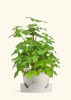 Raspberry Bush, Large -Home Living Store EDIBLE RASPBERRY 7 FATLIP OAT TRAY BEIGE 10 bckgrnd cream