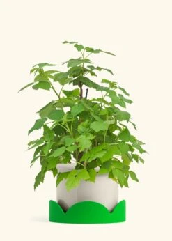 Raspberry Bush, Large -Home Living Store EDIBLE RASPBERRY 7 FATLIP OAT TRAY GREEN 10 bckgrnd cream