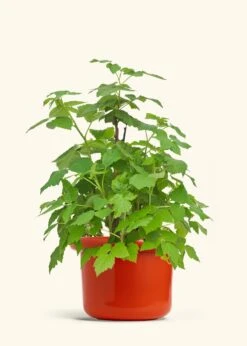 Raspberry Bush, Large -Home Living Store EDIBLE RASPBERRY 7 FATLIP RED 10 bckgrnd cream