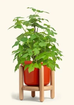 Raspberry Bush, Large -Home Living Store EDIBLE RASPBERRY 7 FATLIP RED STAND 10 bckgrnd cream