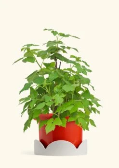 Raspberry Bush, Large -Home Living Store EDIBLE RASPBERRY 7 FATLIP RED TRAY BEIGE 10 bckgrnd cream