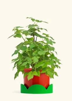 Raspberry Bush, Large -Home Living Store EDIBLE RASPBERRY 7 FATLIP RED TRAY GREEN 10 bckgrnd cream