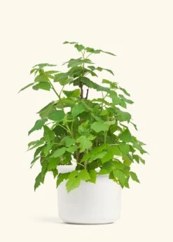 Raspberry Bush, Large -Home Living Store EDIBLE RASPBERRY 7 FATLIP WHITE 10 bckgrnd cream