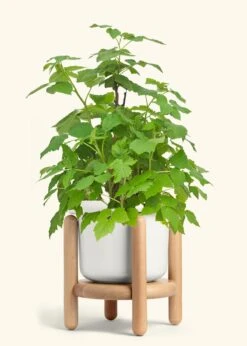 Raspberry Bush, Large -Home Living Store EDIBLE RASPBERRY 7 FATLIP WHITE STAND 10 bckgrnd cream