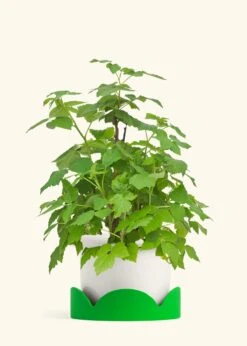 Raspberry Bush, Large -Home Living Store EDIBLE RASPBERRY 7 FATLIP WHITE TRAY GREEN 10 bckgrnd cream