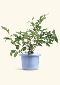Tea Plant, Large -Home Living Store EDIBLE TEA 7 FATLIP BLUE 10 bckgrnd Cream