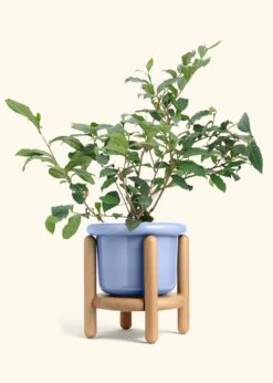 Tea Plant, Large -Home Living Store EDIBLE TEA 7 FATLIP BLUE STAND 10 bckgrnd Cream