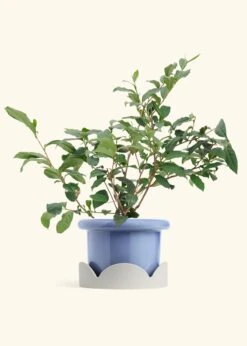 Tea Plant, Large -Home Living Store EDIBLE TEA 7 FATLIP BLUE TRAY BEIGE 10 bckgrnd Cream