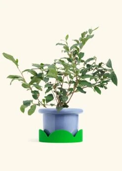 Tea Plant, Large -Home Living Store EDIBLE TEA 7 FATLIP BLUE TRAY GREEN 10 bckgrnd Cream