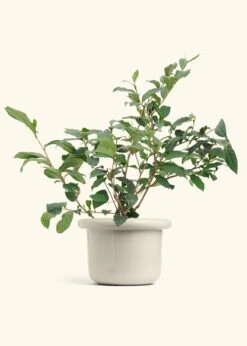 Tea Plant, Large -Home Living Store EDIBLE TEA 7 FATLIP OAT 10 bckgrnd Cream