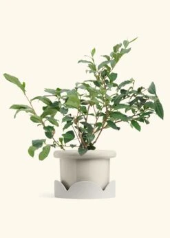 Tea Plant, Large -Home Living Store EDIBLE TEA 7 FATLIP OAT TRAY BEIGE 10 bckgrnd Cream