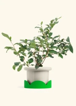 Tea Plant, Large -Home Living Store EDIBLE TEA 7 FATLIP OAT TRAY GREEN 10 bckgrnd Cream