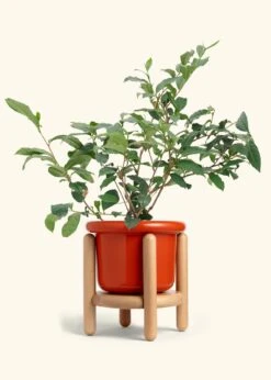 Tea Plant, Large -Home Living Store EDIBLE TEA 7 FATLIP RED STAND 10 bckgrnd Cream