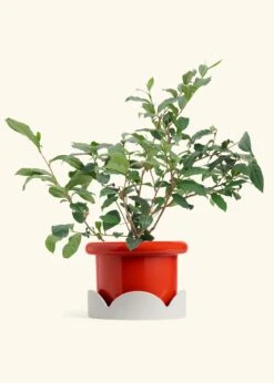 Tea Plant, Large -Home Living Store EDIBLE TEA 7 FATLIP RED TRAY BEIGE 10 bckgrnd Cream