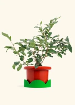 Tea Plant, Large -Home Living Store EDIBLE TEA 7 FATLIP RED TRAY GREEN 10 bckgrnd Cream
