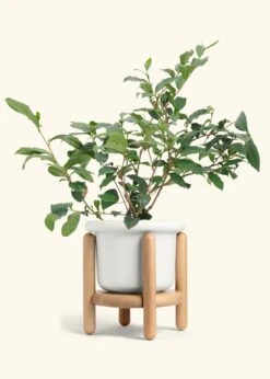 Tea Plant, Large -Home Living Store EDIBLE TEA 7 FATLIP WHITE STAND 10 bckgrnd Cream