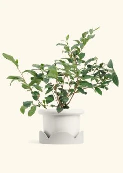 Tea Plant, Large -Home Living Store EDIBLE TEA 7 FATLIP WHITE TRAY BEIGE 10 bckgrnd Cream