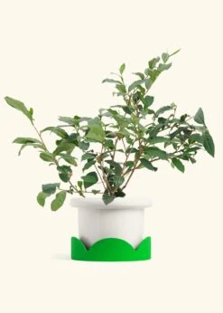 Tea Plant, Large -Home Living Store EDIBLE TEA 7 FATLIP WHITE TRAY GREEN 10 bckgrnd Cream